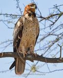 TAWNY EAGLE