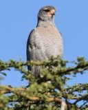 EASTERN CHANTING GOSHAWK