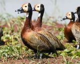 WHITE-FACED WHISTLING-DUCK