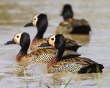 WHITE-FACED WHISTLING-DUCK