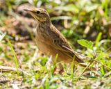PADDYFIELD PIPIT