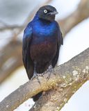 RUPPELLS STARLING