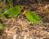 ABYSSINIAN LOVEBIRD ♂