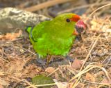 ABYSSINIAN LOVEBIRD ♂
