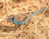 RED-CHEEKED CORDONBLEU
