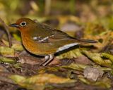 ABYSSINIAN GROUND THRUSH
