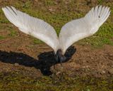 JABIRU