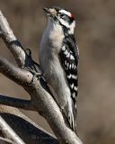 DOWNY WOODPECKER