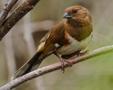 EASTERN TOWHEE ♀