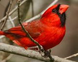 NORTHERN CARDINAL ♂