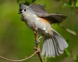 TUFTED TITMOUSE