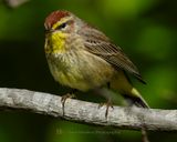 PALM WARBLER