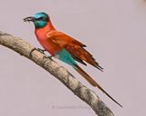 NORTHERN CARMINE BEE-EATER