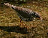 LOUISIANA WATERTHRUSH