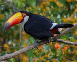 TOCO TOUCAN