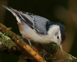 WHITE-BREASTED NUTHATCH