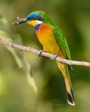 BLUE-BREASTED BEE-EATER