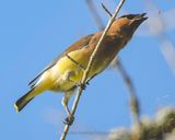 CEDAR WAXWING