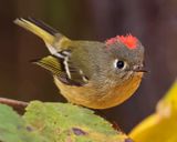RUBY-CROWNED KINGLET