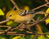 BAY-BREASTED WARBLER
