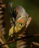 RUBY-CROWNED KINGLET