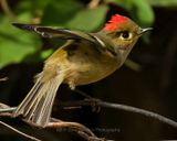 RUBY-CROWNED KINGLET