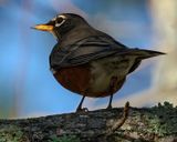 AMERICAN ROBIN