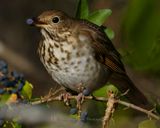 HERMIT THRUSH