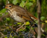 HERMIT THRUSH