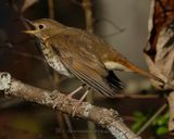 HERMIT THRUSH