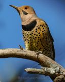 NORTHERN FLICKER (Yellow Shafted)