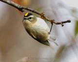 GOLDEN-CROWNED KINGLET