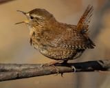 WINTER WREN