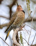 NORTHERN FLICKER (Yellow Shafted)