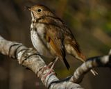 HERMIT THRUSH