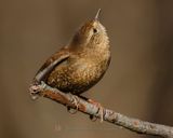 WINTER WREN