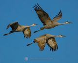 SANDHILL CRANES