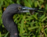 LITTLE BLUE HERON