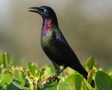 COMMON GRACKLE