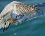 ROYAL TERN