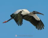 WOOD STORK