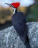 PILEATED WOODPECKER ♂