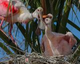 ROSEATE SPOONBILL