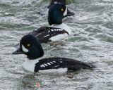 BARROWS GOLDENEYE