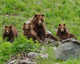 ALASKAN COASTAL BROWN BEAR
