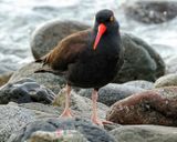 BLACK OYSTERCATCHER