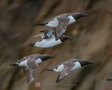 COMMON MURRE