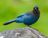 STELLARS JAY
