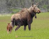 ALASKAN MOOSE AND CALF
