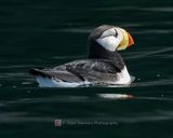 HORNED PUFFIN